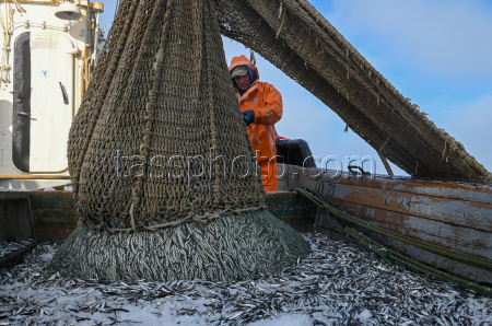 Ловля хамсы в Черном море