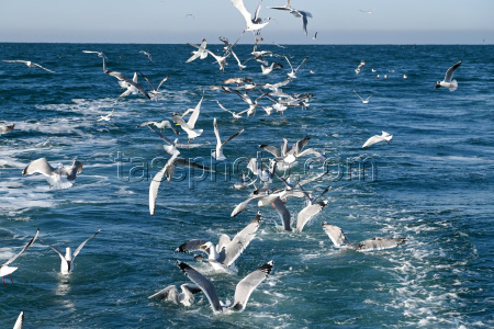 Ловля хамсы в Черном море
