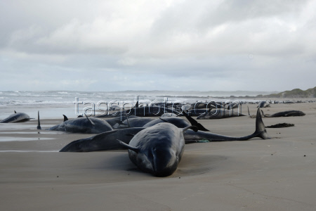 Australia Stranded Whales.