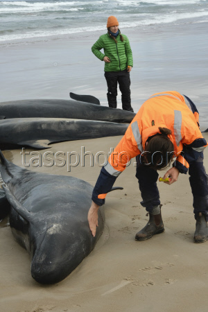 Australia Stranded Whales.