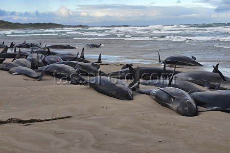 Australia Stranded Whales.