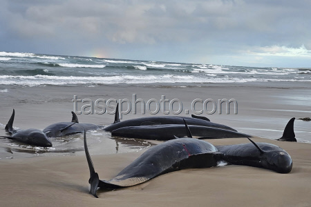 Australia Stranded Whales.