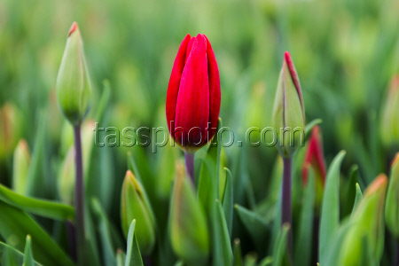 Growing and harvesting tulips in Rostov-on-Don Region