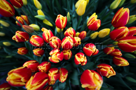 Growing and harvesting tulips in Rostov-on-Don Region