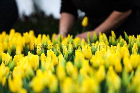 Growing and harvesting tulips in Rostov-on-Don Region