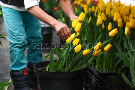Growing and harvesting tulips in Rostov-on-Don Region