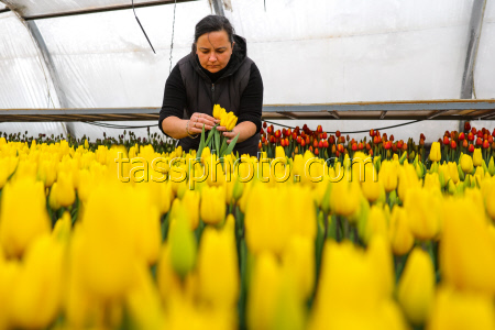 Growing and harvesting tulips in Rostov-on-Don Region