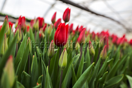 Growing and harvesting tulips in Rostov-on-Don Region