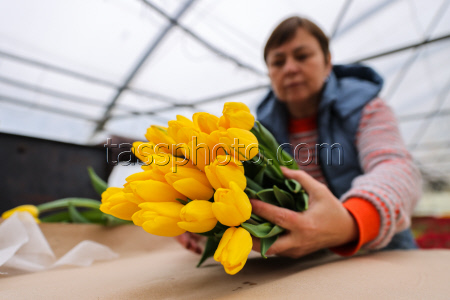 Growing and harvesting tulips in Rostov-on-Don Region
