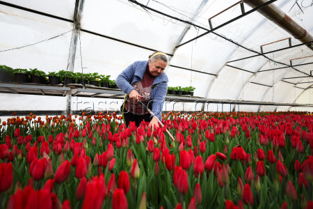 Growing and harvesting tulips in Rostov-on-Don Region