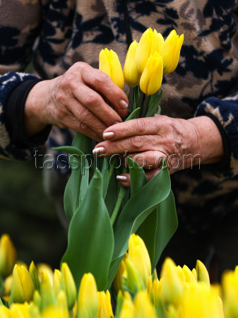 Growing and harvesting tulips in Rostov-on-Don Region