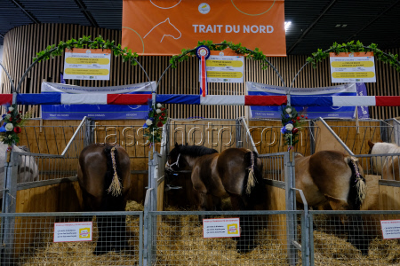 Agricultural Fair - Paris