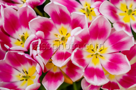 Growing and harvesting tulips in Vladivostok, Russia