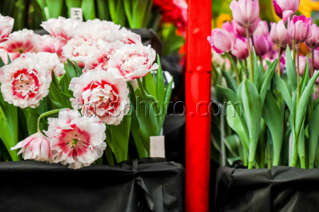 Growing and harvesting tulips in Vladivostok, Russia