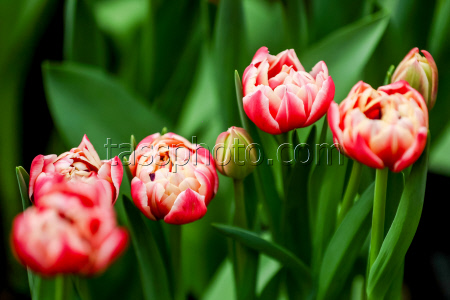 Growing and harvesting tulips in Vladivostok, Russia