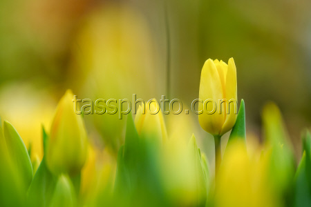 Growing and harvesting tulips in Vladivostok, Russia