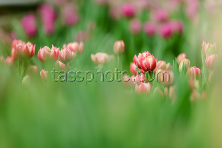 Growing and harvesting tulips in Vladivostok, Russia