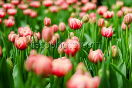 Growing and harvesting tulips in Vladivostok, Russia