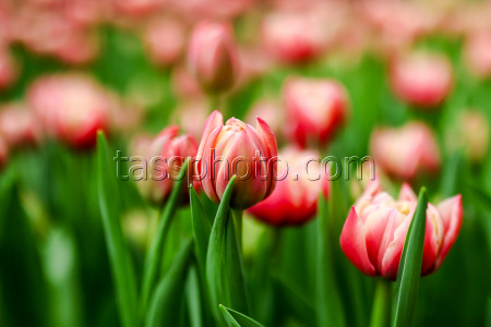 Growing and harvesting tulips in Vladivostok, Russia