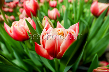 Growing and harvesting tulips in Vladivostok, Russia
