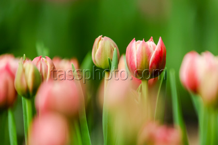 Growing and harvesting tulips in Vladivostok, Russia