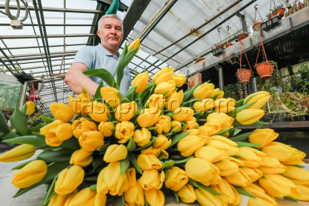 Growing and harvesting tulips in Vladivostok, Russia