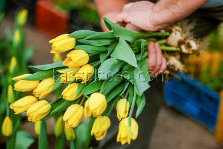 Growing and harvesting tulips in Vladivostok, Russia