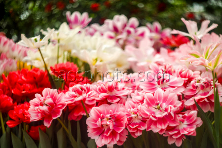 Growing and harvesting tulips in Vladivostok, Russia