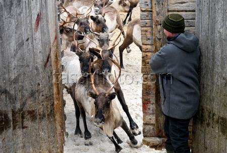 Vaccinating reindeer in Murmansk Region
