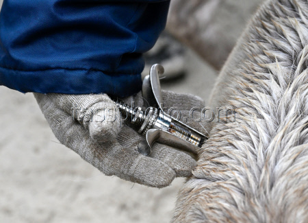 Vaccinating reindeer in Murmansk Region