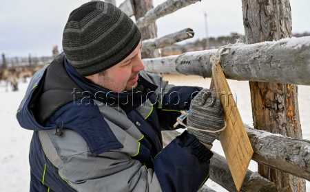 Vaccinating reindeer in Murmansk Region