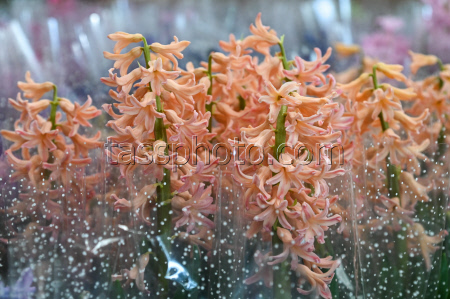 Flowers on sale in Krasnodar in run-up to International Women's Day