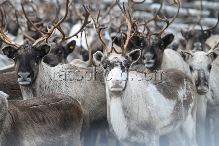 Vaccinating reindeer in Murmansk Region