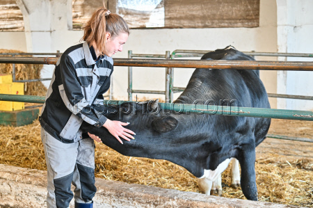Rassvet commercial dairy farm in Krasnodar Region