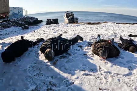 Security Service foils smuggling crabs out of Russia in Primorye Region
