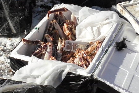 Security Service foils smuggling crabs out of Russia in Primorye Region