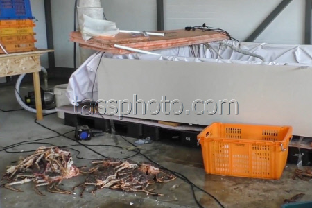 Security Service foils smuggling crabs out of Russia in Primorye Region