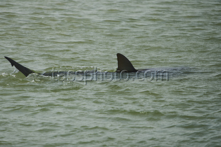 Israel Shark Attack