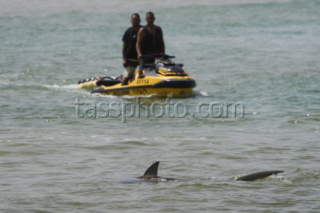 Israel Shark Attack