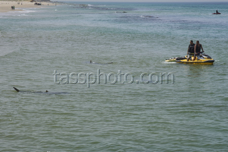 Israel Shark Attack