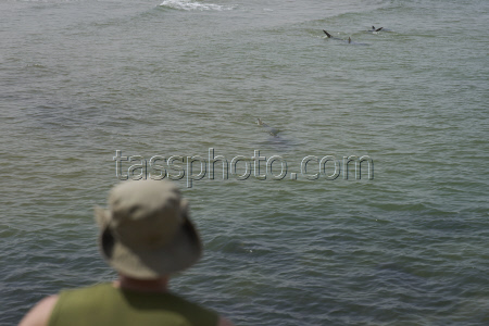 Israel Shark Attack