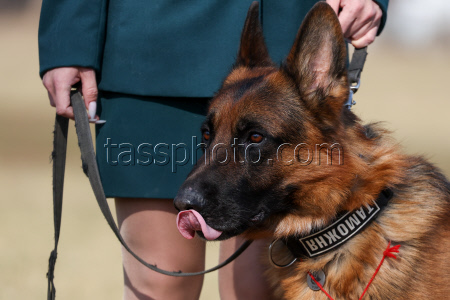 Dog handlers championship in Yekaterinburg, Russia