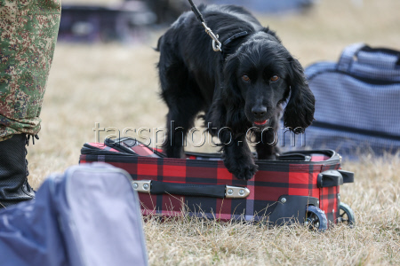 Dog handlers championship in Yekaterinburg, Russia