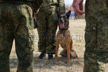 Dog handlers championship in Yekaterinburg, Russia