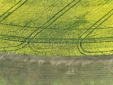 Fields of rapeseed in Kherson Region
