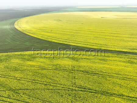 Fields of rapeseed in Kherson Region