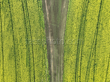 Fields of rapeseed in Kherson Region