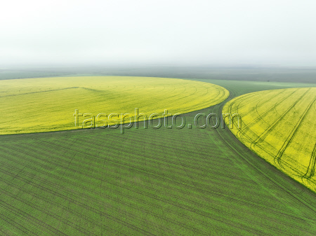 Fields of rapeseed in Kherson Region