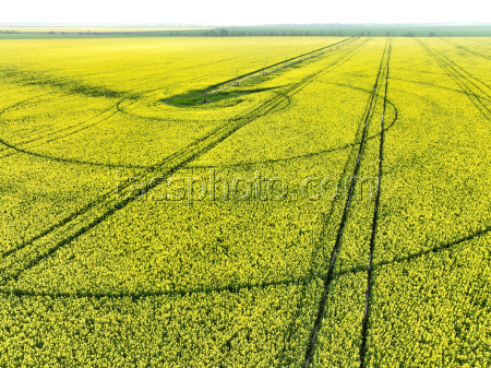 Fields of rapeseed in Kherson Region