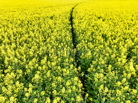 Fields of rapeseed in Kherson Region